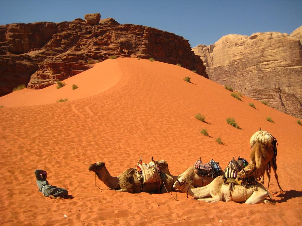 camel_safari_wadi_rum_desert_jordan_arabian_desert
